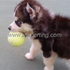 China mascota jugando a la pelota proveedor