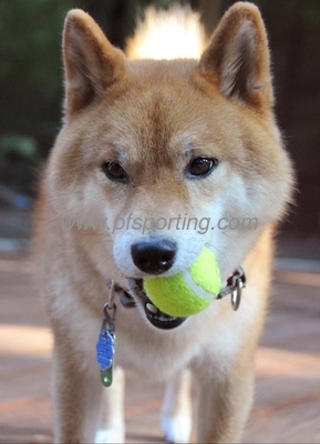 Perro jugando a la pelota de tenis proveedor