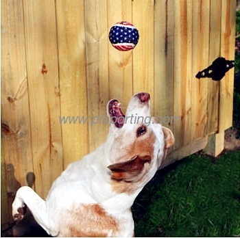 Perro jugando a la pelota de tenis proveedor