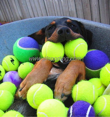juguetes para mascotas para perros proveedor