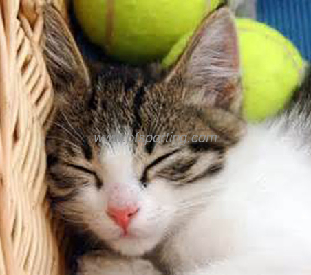 Pelota de tenis de juguete de goma ecológica para juegos de mascotas proveedor