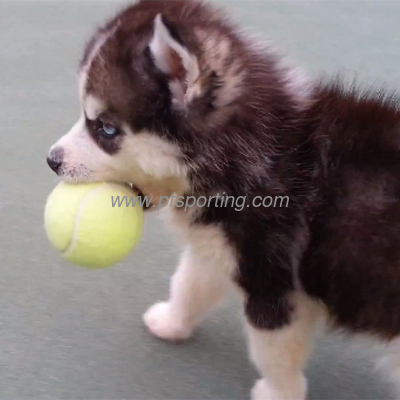 mascota jugando a la pelota proveedor